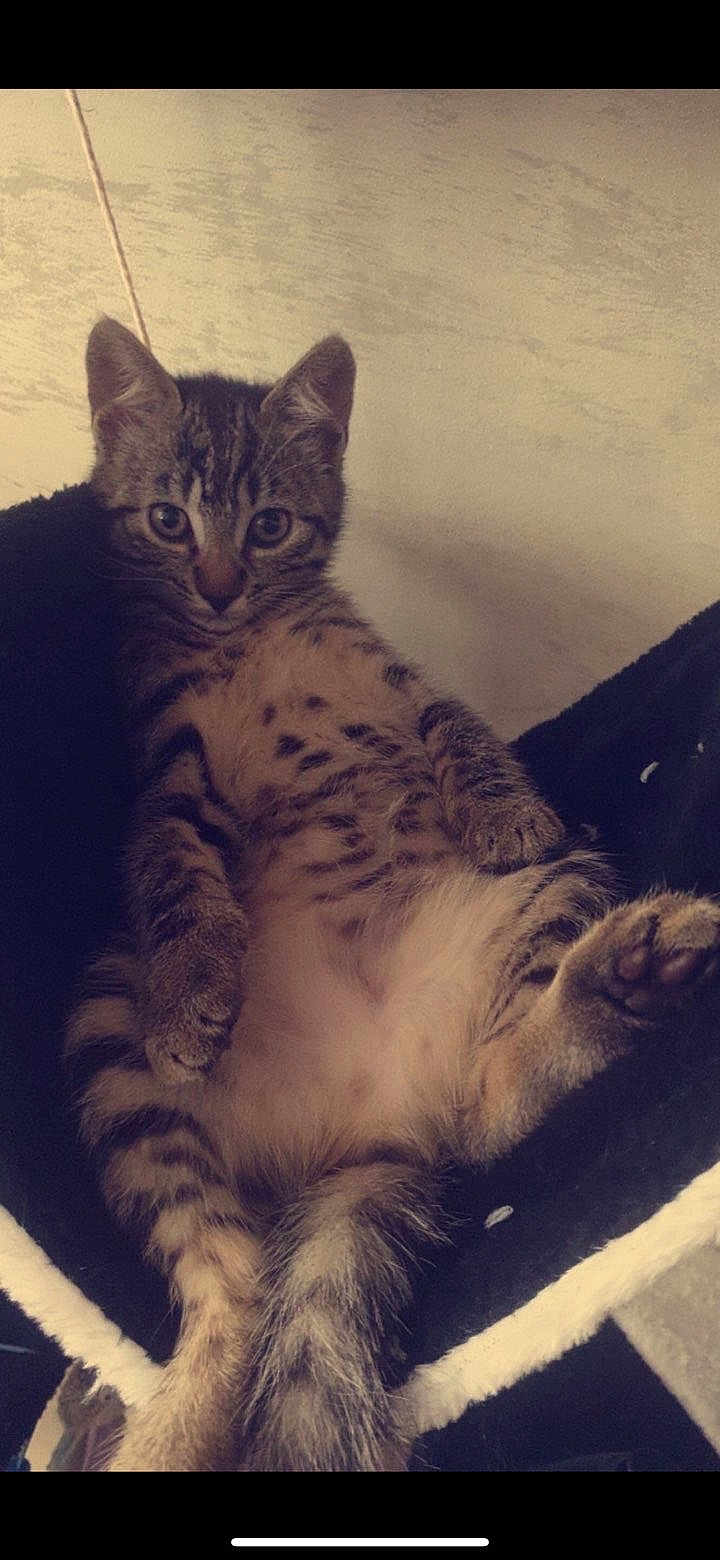 Nala participe au concours pour gagner de l'argent avec cette photo : kitten, tabby, cat, pet, animal, fur, whiskers, paws, relaxed, resting, hammock, cozy, indoor, cute, young, mammal, striped, spotted, curious, closeup