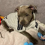 Saïko a rejoint le concours — aidez-le/la à gagner de superbes lots ! puppy, dog, hoodie, gray_clothing, couch, blanket, toy, blue_toy, bone_shaped_toy, indoor, pet, animal, relaxed, cozy, canine, fur, ears, paw, cute, young_dog