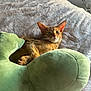 cat, ginger_cat, orange_fur, pet, plush, green_pillow, blanket, bed, cozy, whiskers, ears, paw, resting, indoor, feline, portrait, looking_at_camera, soft_texture, home, relaxed