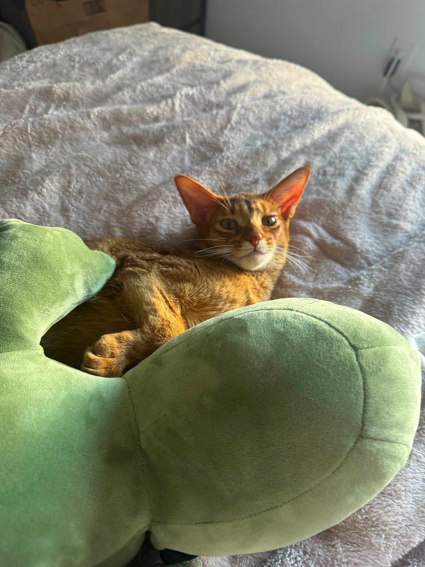 Toby is registered to the contest to win money with this photo: cat, ginger_cat, orange_fur, pet, plush, green_pillow, blanket, bed, cozy, whiskers, ears, paw, resting, indoor, feline, portrait, looking_at_camera, soft_texture, home, relaxed