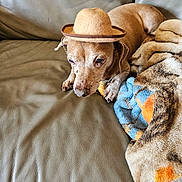 Harley is registered to the contest to win money with this photo: animal, blanket, brown_dog, companion, cowboy_hat, cozy, cute, dog, domestic_animal, ears, fur, hat, indoor, leather_couch, paws, pet, relaxed, resting, small_dog, snout