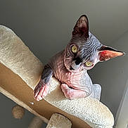 Pito a rejoint le concours — aidez-le/la à gagner de superbes lots ! abyssinian, angora, animal, cat, chair, cushion, egyptiancat, furniture, handrail, homedecor, indoors, interiordesign, kitten, manx, pet, plush, plywood, siamese, toy, wood
