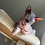abyssinian, angora, animal, cat, chair, cushion, egyptiancat, furniture, handrail, homedecor, indoors, interiordesign, kitten, manx, pet, plush, plywood, siamese, toy, wood