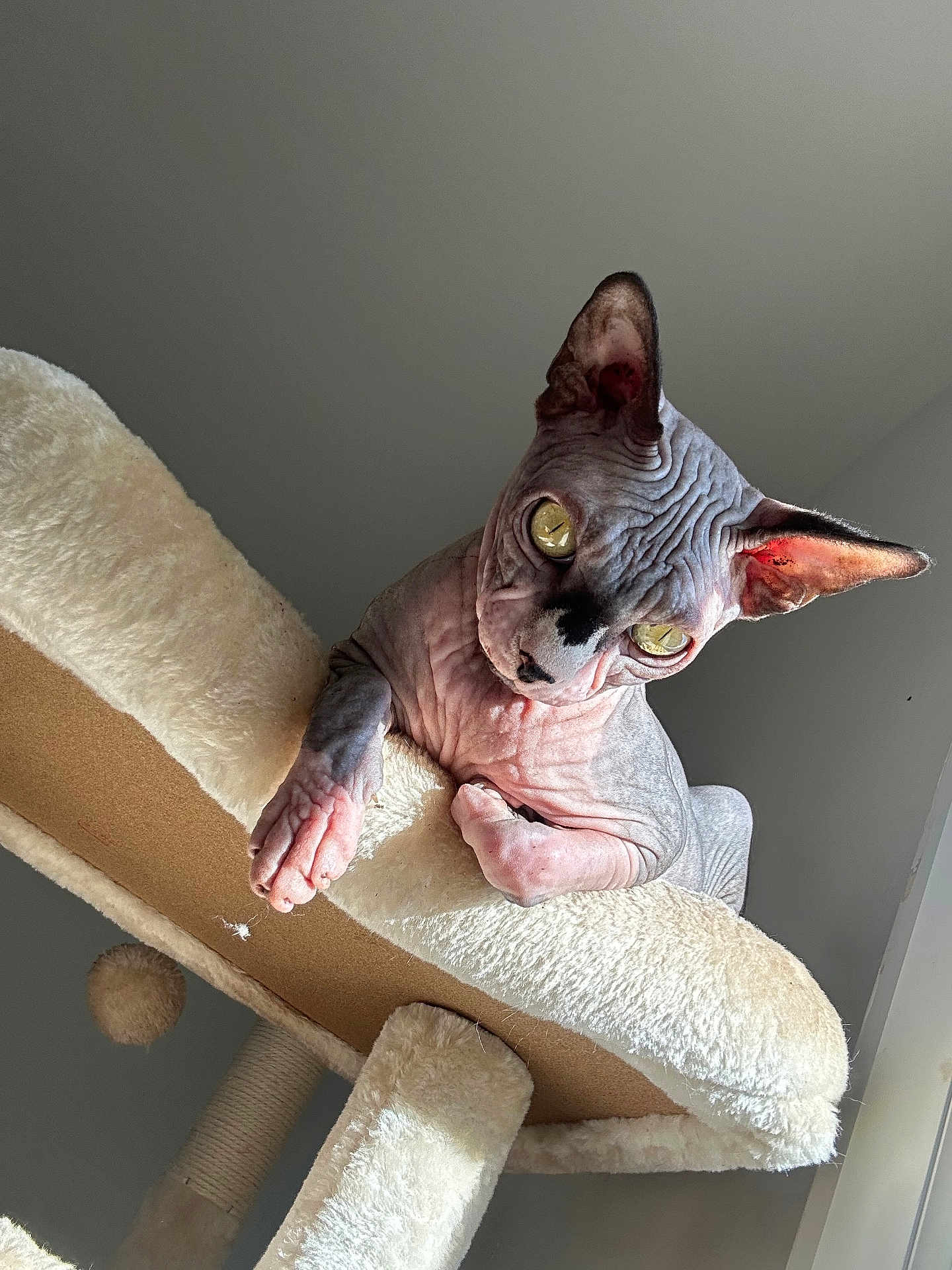 Pito a rejoint le concours — aidez-le/la à gagner de superbes lots ! abyssinian, angora, animal, cat, chair, cushion, egyptiancat, furniture, handrail, homedecor, indoors, interiordesign, kitten, manx, pet, plush, plywood, siamese, toy, wood