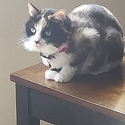 Jazzy joined the competition — help win amazing prizes! animal, calico, calm, cat, collar, curious, domestic_animal, ears, feline, floor, fur, indoor, pet, quiet, side_view, sitting, table, tile_floor, whiskers, wooden_table