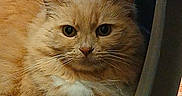 Sammie joined the competition — help win amazing prizes! cat, orange_cat, fluffy, pet_carrier, indoor, animal, feline, whiskers, ears, fur, eyes, resting, closeup, cute, domestic_animal, face, portrait, looking, captive, paw