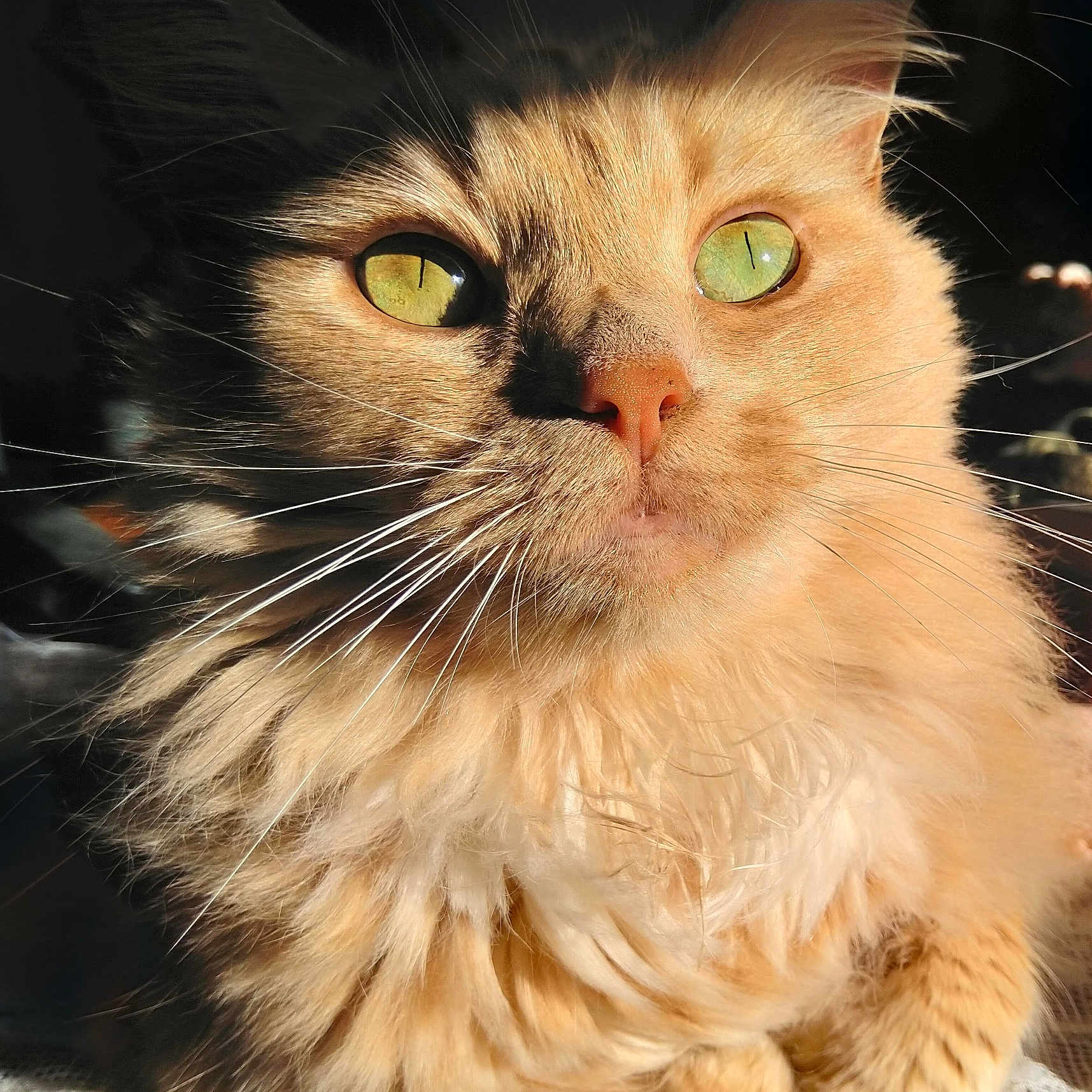 Sammie joined the competition — help win amazing prizes! cat, orange_cat, fluffy_fur, green_eyes, close_up, pet, animal, whiskers, sunlight, portrait, cute, feline, domestic_cat, soft_fur, face, nose, indoor, relaxed, mammal, adorable