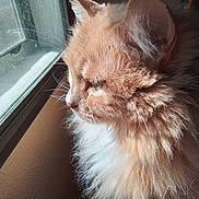 Sammie is registered to the contest to win money with this photo: cat, orange_cat, fluffy_fur, window, natural_light, whiskers, side_profile, pet, indoor, contemplative, close_up, animal, fur_texture, domestic_cat, looking_out, sunlight, quiet, peaceful, mammal, house_pet
