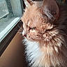 cat, orange_cat, fluffy_fur, window, natural_light, whiskers, side_profile, pet, indoor, contemplative, close_up, animal, fur_texture, domestic_cat, looking_out, sunlight, quiet, peaceful, mammal, house_pet