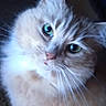 Sammie joined the competition — help win amazing prizes! cat, fluffy, orange, white, green_eyes, pet, animal, portrait, indoor, close_up, whiskers, cute, feline, looking, curious, screenshot, phone_screen, digital_overlay, dark_background, domestic