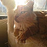 Sammie is registered to the contest to win money with this photo: cat, orange_cat, feline, pet, sunlight, window, indoor, cat_tree, furry, cozy, relaxed, whiskers, soft_light, shadow, animal, resting, closeup, warm, domestic, furniture