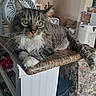 cat, tabby, yellow_eyes, fluffy, lounging, countertop, kitchen, fan, indoor, home, furniture, relaxed, pet, whiskers, paws, window, curtains, household_items, domestic, cozy