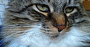 Raimi is registered to the contest to win money with this photo: cat, tabby, close_up, fluffy, fur, whiskers, green_eyes, indoor, pet, mammal, face, nose, ears, portrait, animal, cute, feline, soft, relaxed, background_blur