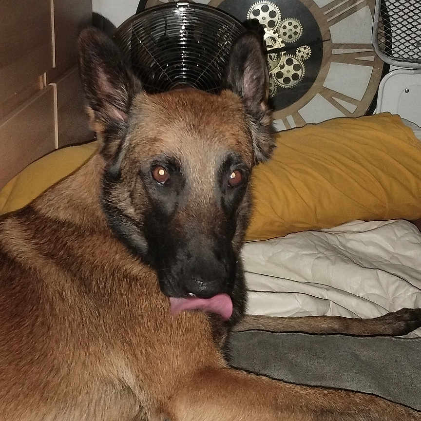 Tya a rejoint le concours — aidez-le/la à gagner de superbes lots ! animal, bed, blanket, canine, clock, dog, domestic, ears, fur, furniture, german_shepherd, indoor, looking_back, paw, pet, pillow, resting, room, sleeping_area, tongue_out