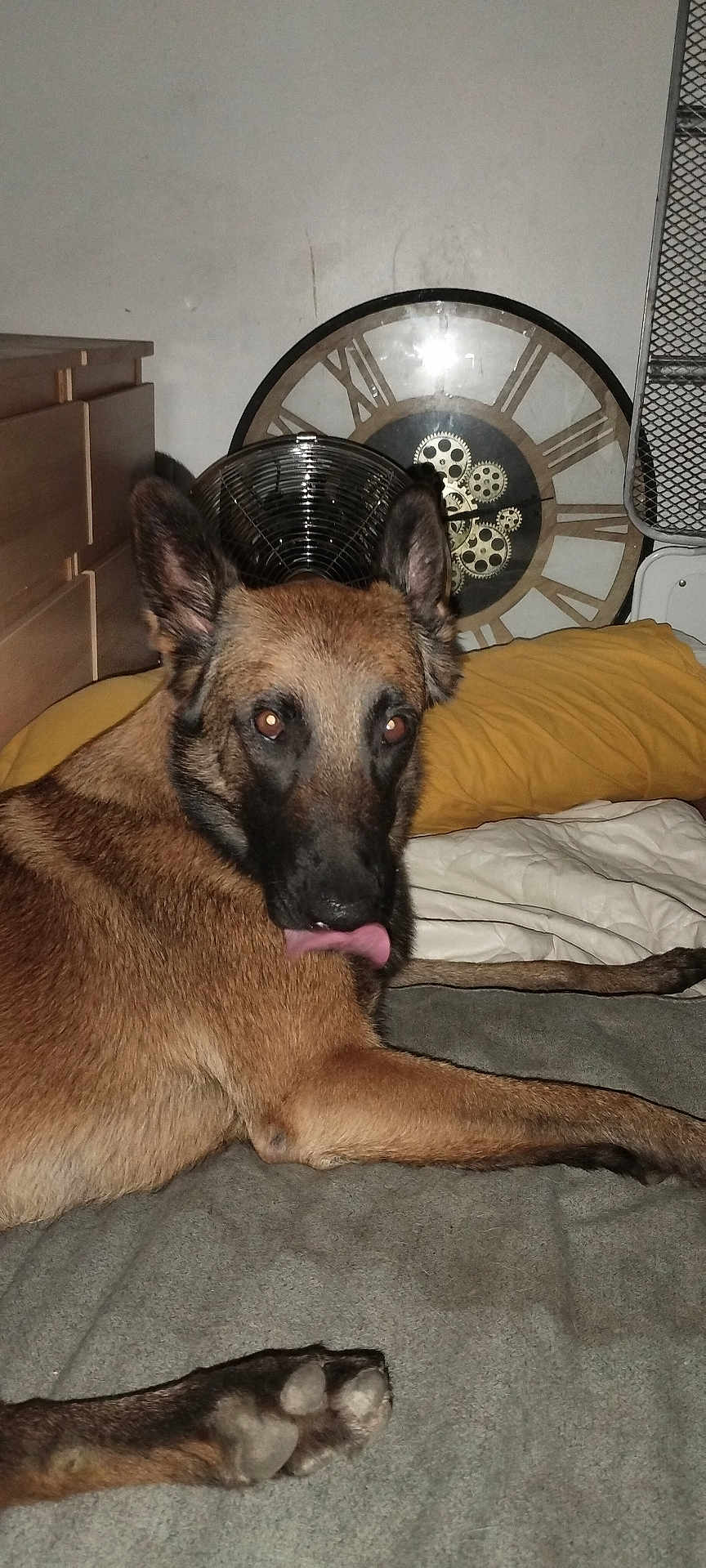 Tya a rejoint le concours — aidez-le/la à gagner de superbes lots ! dog, german_shepherd, bed, pillow, clock, furniture, indoor, pet, animal, tongue_out, resting, ears, paw, blanket, sleeping_area, room, domestic, canine, looking_back, fur