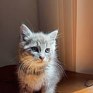 Casper joined the competition — help win amazing prizes! kitten, cat, gray_cat, feline, pet, young_animal, whiskers, wooden_surface, sunlight, indoor, curious, fur, small_animal, animal_portrait, cute, domestic_cat, close_up, soft_light, table, yellow_plate