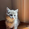 kitten, cat, gray_cat, feline, pet, young_animal, whiskers, wooden_surface, sunlight, indoor, curious, fur, small_animal, animal_portrait, cute, domestic_cat, close_up, soft_light, table, yellow_plate
