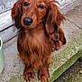 dog, dachshund, long_hair, pet, animal, outdoor, concrete, step, moss, brown, ears, snout, paws, canine, curious, sitting, close_up, portrait, door, pot