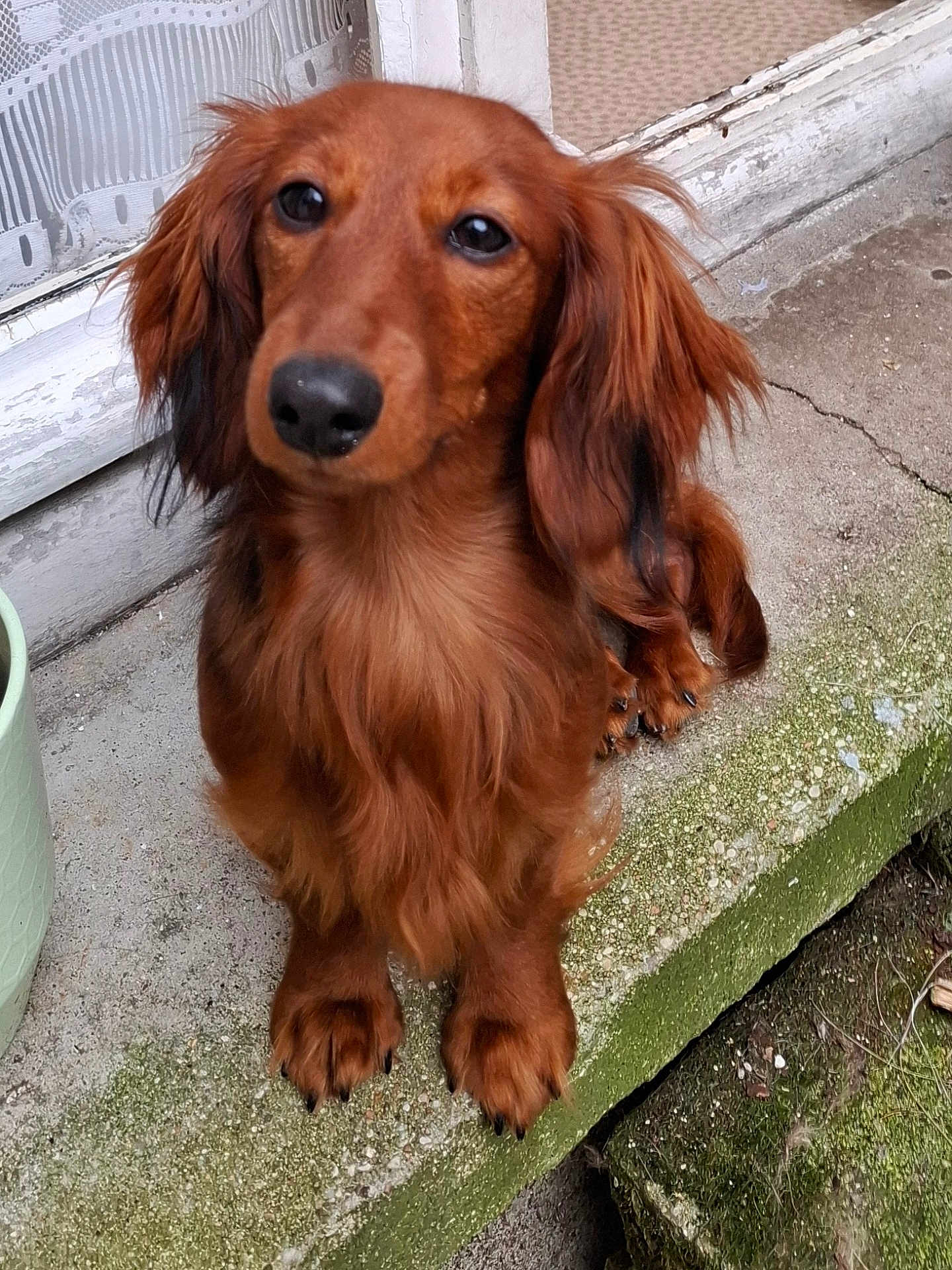 Aquali a rejoint le concours — aidez-le/la à gagner de superbes lots ! dog, dachshund, long_hair, pet, animal, outdoor, concrete, step, moss, brown, ears, snout, paws, canine, curious, sitting, close_up, portrait, door, pot