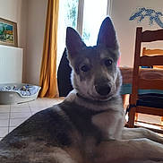 Aïka participe au concours pour gagner de l'argent avec cette photo : animal, cozy, curious, dog, dog_bed, ears, floor_tiles, furniture, home, husky, indoor, looking, natural_light, pet, portrait, puppy, relaxed, window, wooden_chair, yellow_curtains