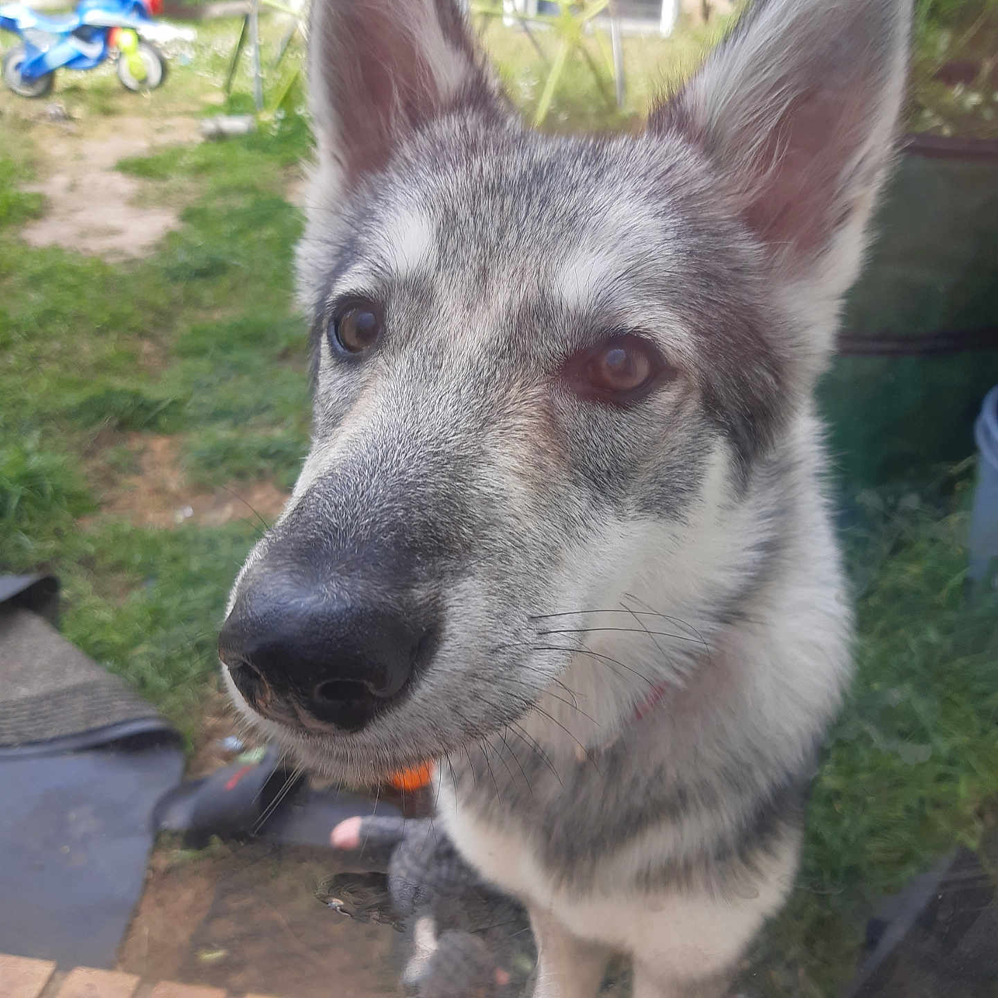 Aïka a rejoint le concours — aidez-le/la à gagner de superbes lots ! animal, backyard, chair, close_up, curious, daylight, dog, ears, fence, glass_door, grass, gray_fur, ground, nose, outdoor, pet, portrait, tricycle, white_fur, window