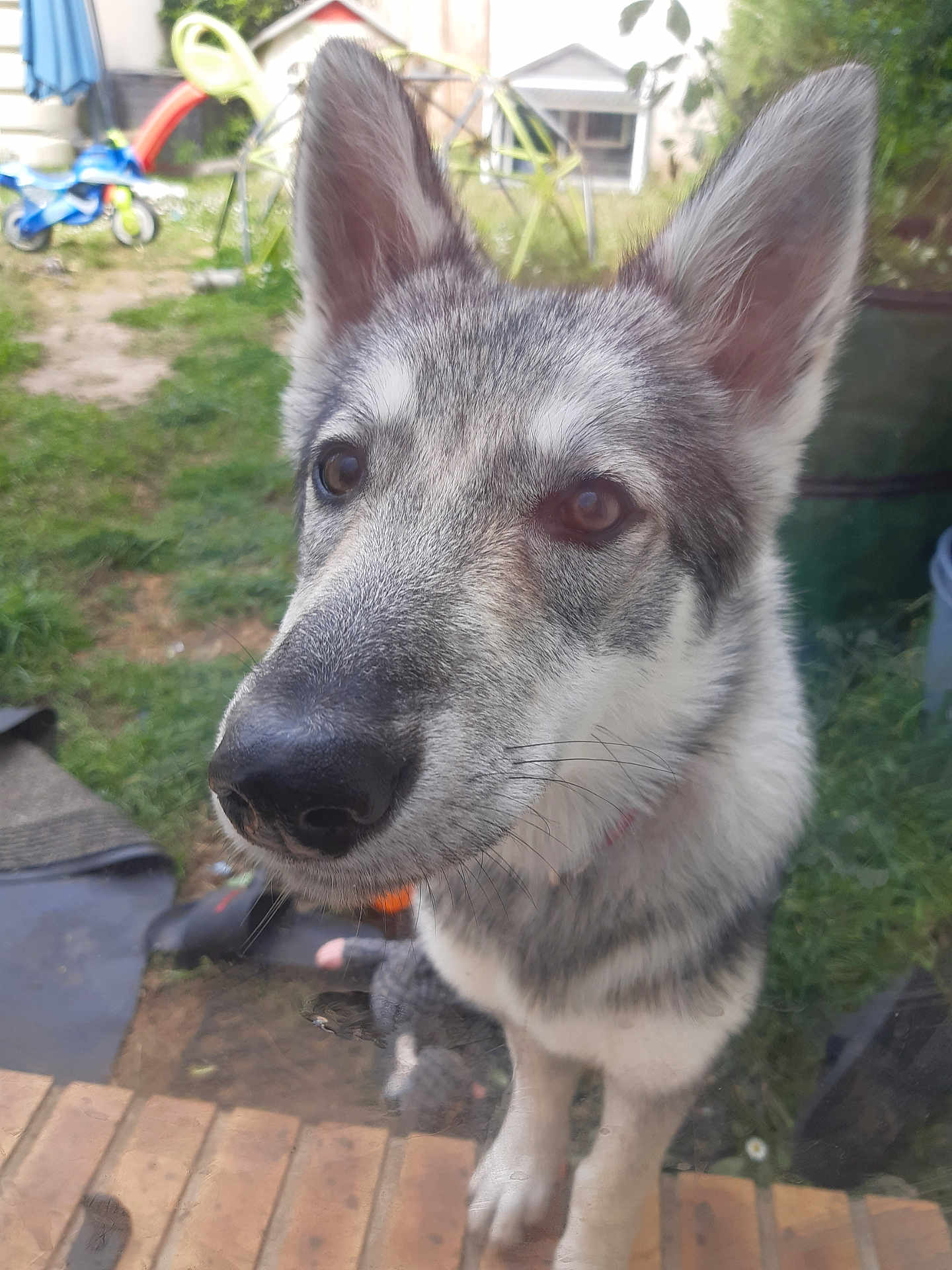 Aïka a rejoint le concours — aidez-le/la à gagner de superbes lots ! animal, backyard, chair, close_up, curious, daylight, dog, ears, fence, glass_door, grass, gray_fur, ground, nose, outdoor, pet, portrait, tricycle, white_fur, window