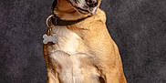 Athos a rejoint le concours — aidez-le/la à gagner de superbes lots ! dog, pet, portrait, studio, brown_coat, sitting, collar, tag, ears, face, animal, canine, alert, fur, paw, looking_away, background, indoor, photography, mammal