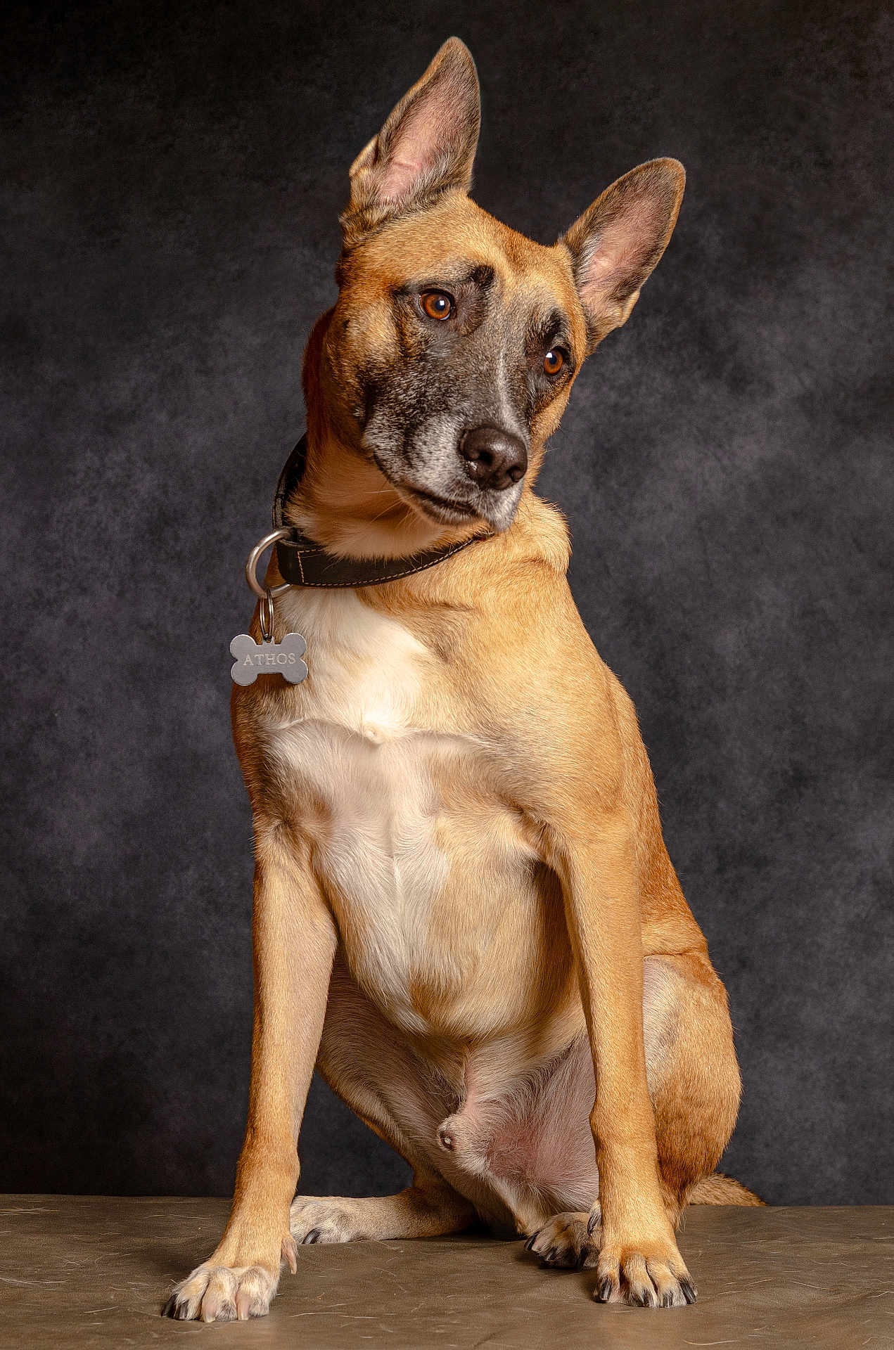 Athos a rejoint le concours — aidez-le/la à gagner de superbes lots ! dog, pet, portrait, studio, brown_coat, sitting, collar, tag, ears, face, animal, canine, alert, fur, paw, looking_away, background, indoor, photography, mammal