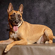 Athos participe au concours pour gagner de l'argent avec cette photo : dog, canine, pet, portrait, studio, tan_coat, black_mask, ears_up, tongue_out, leather_surface, collar, tag, lying_down, animal, mammal, friendly, alert, indoor, background, smiling