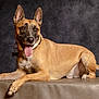 dog, canine, pet, portrait, studio, tan_coat, black_mask, ears_up, tongue_out, leather_surface, collar, tag, lying_down, animal, mammal, friendly, alert, indoor, background, smiling