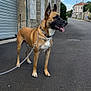 Athos a rejoint le concours — aidez-le/la à gagner de superbes lots ! dog, leash, street, sidewalk, building, sky, clouds, urban, canine, pet, alert, standing, outdoor, daytime, collar, pavement, residential, fence, tree, pole