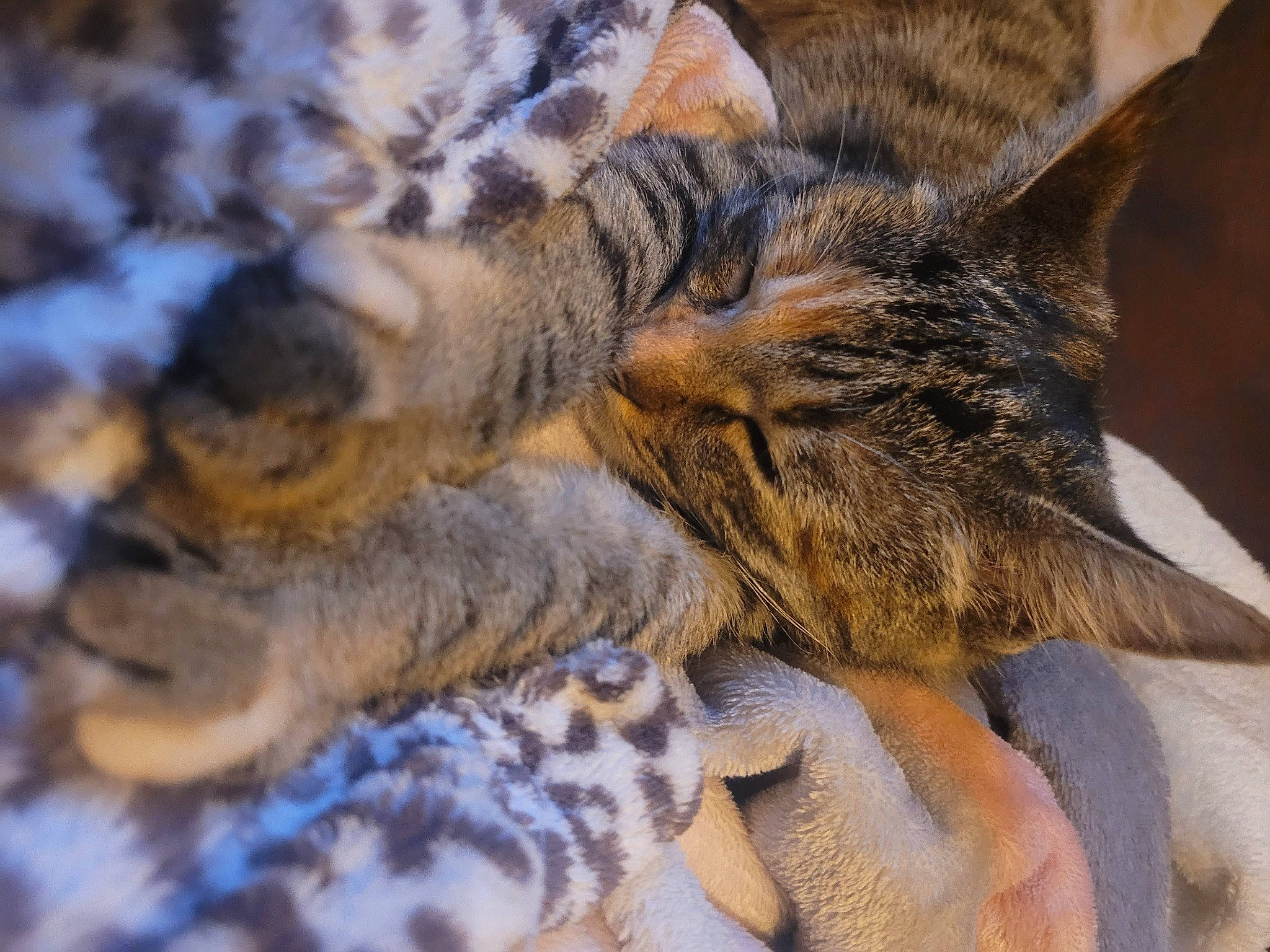 Poppy participe au concours pour gagner de l'argent avec cette photo : carnivore, cat, claw, comfort, domestic_short_haired_cat, eye, fawn, felidae, fur, gesture, grass, nap, pattern, paw, small_to_medium_sized_cats, snout, terrestrial_animal, whiskers, wildlife, wood