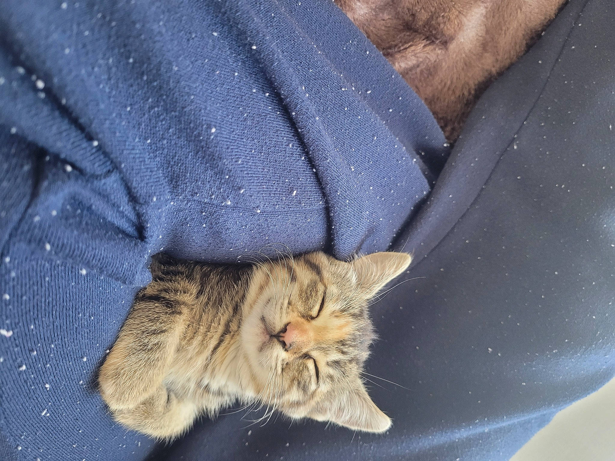 Poppy participe au concours pour gagner de l'argent avec cette photo : carnivore, cat, claw, comfort, denim, domestic_short_haired_cat, electric_blue, fawn, felidae, fur, gesture, grey, human_leg, pattern, paw, small_to_medium_sized_cats, snout, tail, whiskers