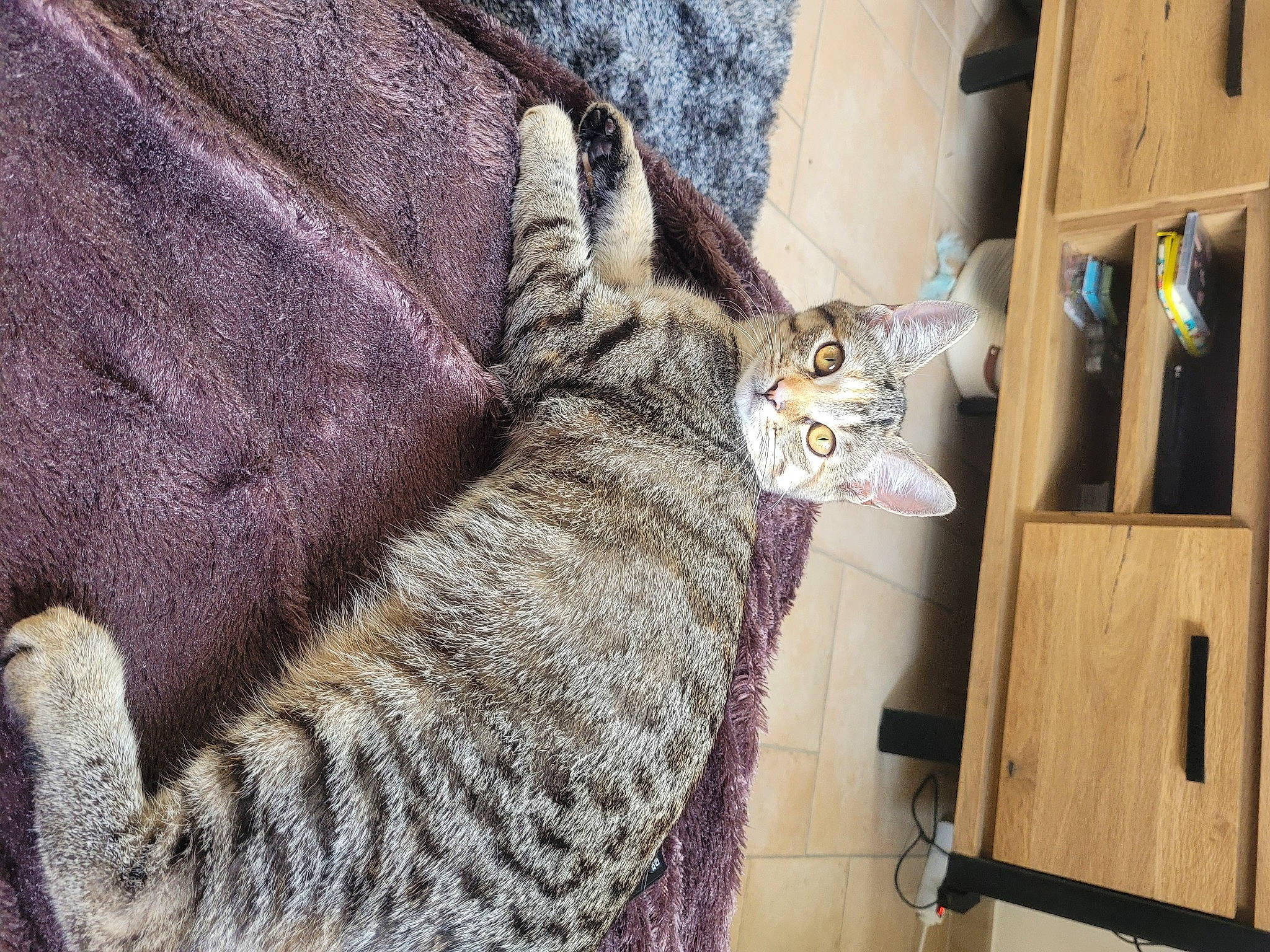 Poppy participe au concours pour gagner de l'argent avec cette photo : cabinetry, carnivore, cat, claw, domestic_short_haired_cat, fawn, felidae, fur, grey, linens, pattern, paw, small_to_medium_sized_cats, snout, tail, terrestrial_animal, whiskers, wildlife, wood, wool