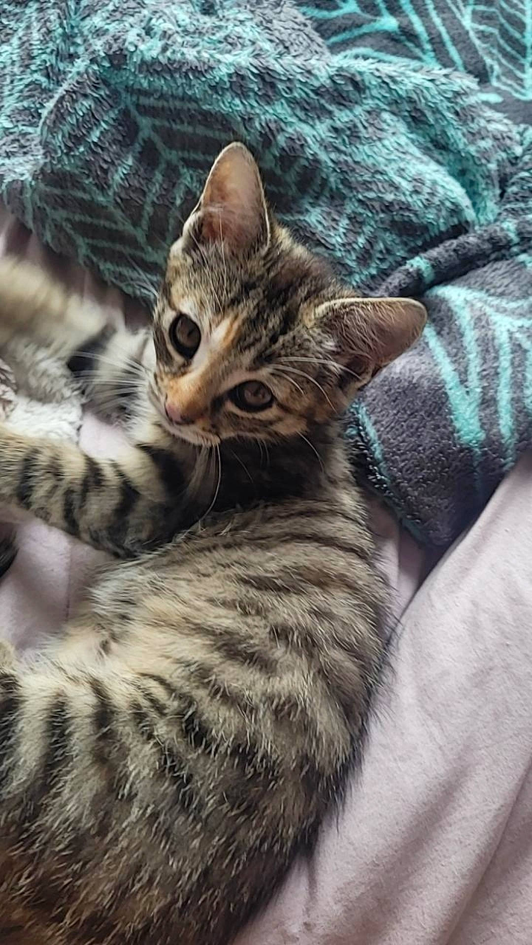 Poppy a rejoint le concours — aidez-le/la à gagner de superbes lots ! carnivore, cat, claw, comfort, domestic_short_haired_cat, fawn, felidae, fur, pattern, paw, small_to_medium_sized_cats, snout, t_shirt, tail, terrestrial_animal, tree, whiskers, wildlife