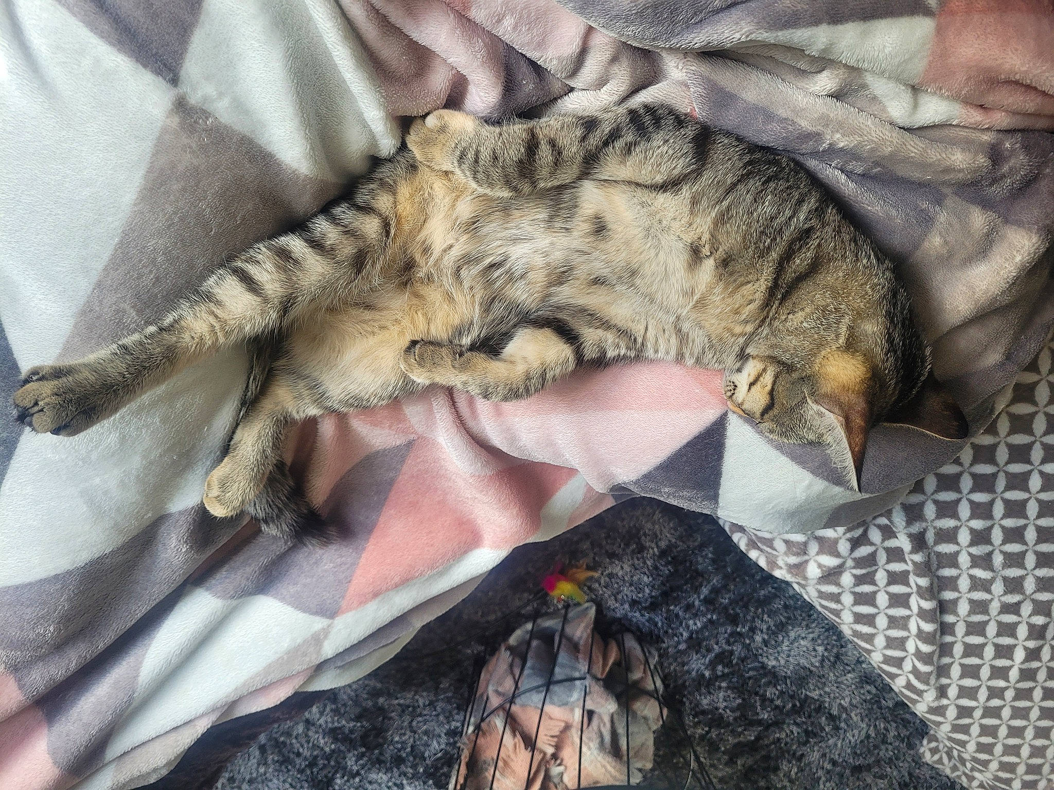 Poppy participe au concours pour gagner de l'argent avec cette photo : carnivore, cat, claw, comfort, domestic_short_haired_cat, felidae, fur, grey, human_leg, linens, military_camouflage, nap, pattern, paw, small_to_medium_sized_cats, snout, tail, terrestrial_animal, textile, whiskers