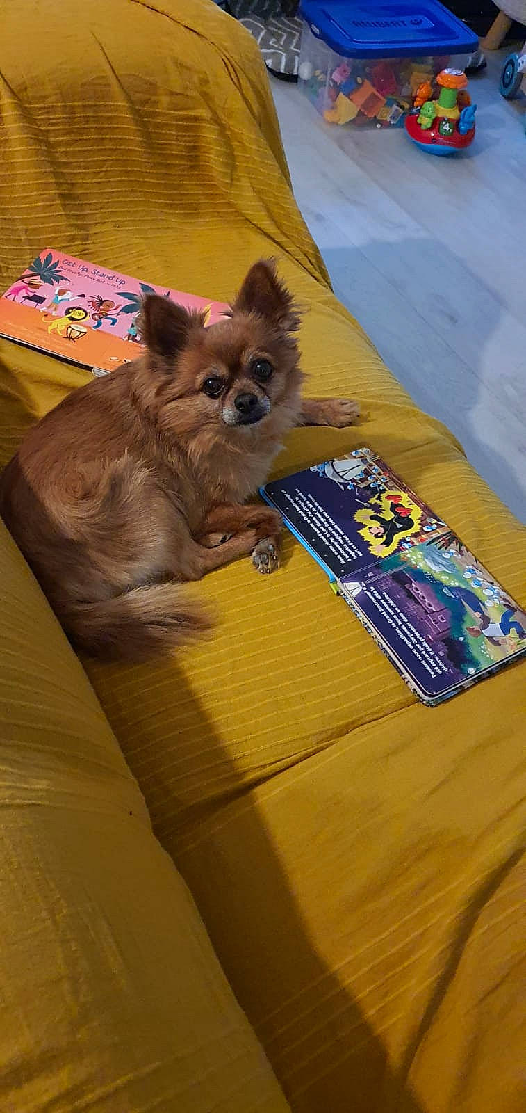 Jipsy a rejoint le concours — aidez-le/la à gagner de superbes lots ! canidae, carnivore, chihuahua, companion_dog, dog, dog_breed, dog_supply, fawn, felidae, flooring, fur, paper_product, pet_supply, publication, small_to_medium_sized_cats, snout, sporting_group, toy_dog, whiskers, working_animal