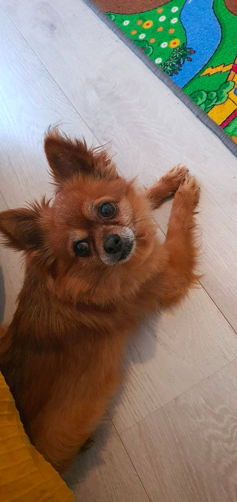 Jipsy participe au concours pour gagner de l'argent avec cette photo : canidae, carnivore, companion_dog, dog, dog_breed, dog_supply, fawn, fur, german_spitz, liver, pet_supply, snout, spitz, sporting_group, terrestrial_animal, toy_dog, volpino_italiano, whiskers, wood, working_animal