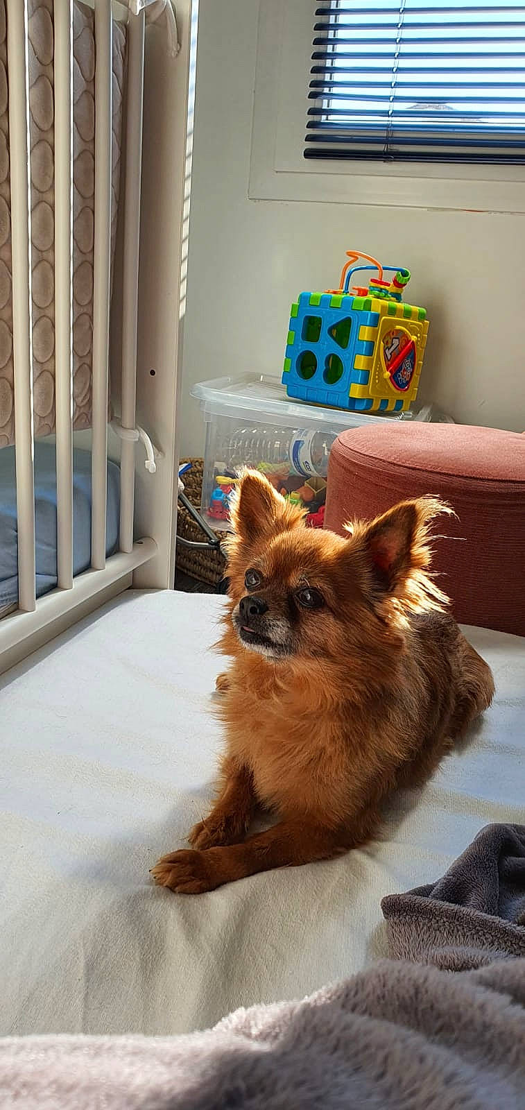 Jipsy participe au concours pour gagner de l'argent avec cette photo : canidae, carnivore, companion_dog, dog, dog_breed, dog_supply, door, fur, liver, non_sporting_group, pet_supply, small_terrier, snout, spitz, sporting_group, tail, terrestrial_animal, toy_dog, whiskers, working_animal