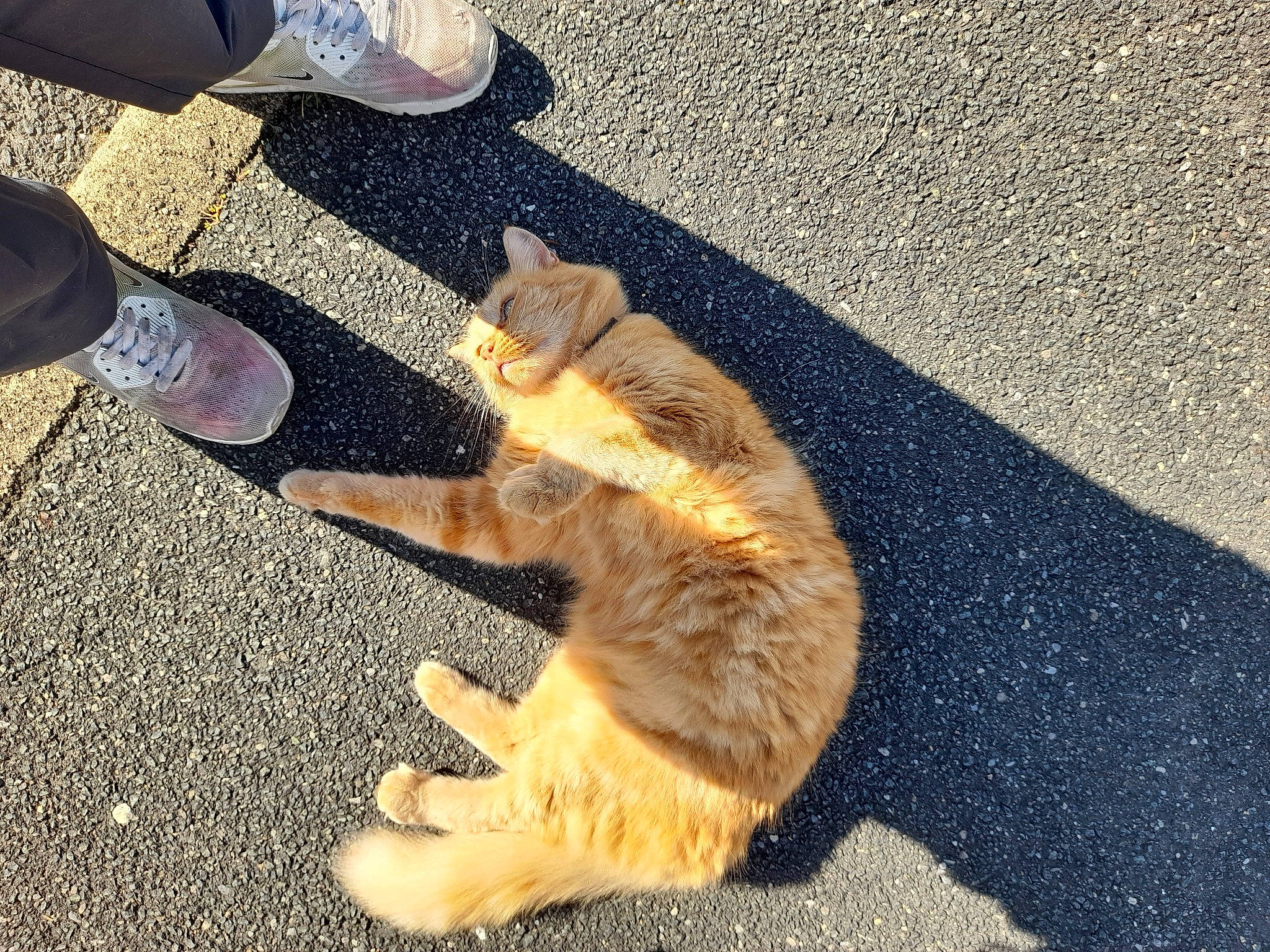 Chouchou participe au concours pour gagner de l'argent avec cette photo : asphalt, carnivore, cat, claw, domestic_short_haired_cat, fawn, felidae, foot, fur, human_leg, leg, paw, road_surface, sand, shadow, small_to_medium_sized_cats, snout, tail, walking_shoe, whiskers