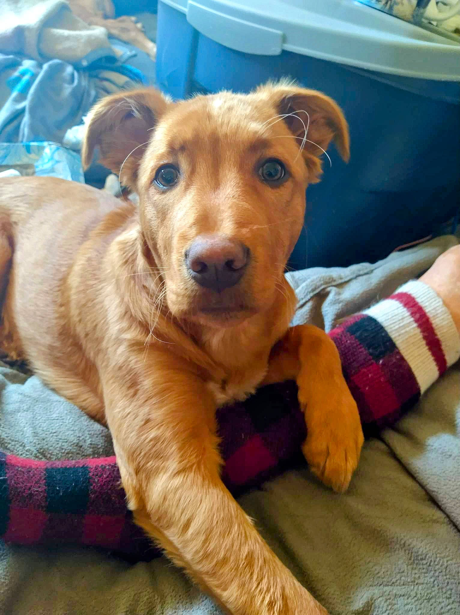 Blue joined the competition — help win amazing prizes! canidae, carnivore, collar, comfort, companion_dog, dog, dog_breed, dog_supply, eye, fawn, firefighter, fur, liver, pet_supply, puppy, smile, snout, sporting_group, whiskers, working_animal