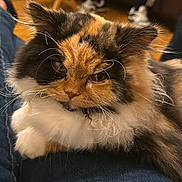 Beans is registered to the contest to win money with this photo: cat, fluffy, calico, whiskers, fur, animal, pet, lap, relaxed, indoor, cozy, closeup, face, orange, black, white, feline, resting, soft, cute