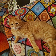 Rusty joined the competition — help win amazing prizes! cat, orange_tabby, couch, colorful, patterned_fabric, indoor, fireplace, relaxed, pet, furniture, home, cozy, animal, sleepy, resting, living_room, domestic_cat, cute, whiskers, fur