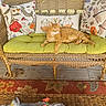 Rusty is registered to the contest to win money with this photo: cat, orange_tabby, wicker_loveseat, green_cushion, decorative_pillows, floral_pillow, insect_pillow, porch, rug, decorative_planter, mushrooms, flowers, relaxed, cozy, sunlight, wooden_floor, home_decor, pet, animal, indoor_outdoor