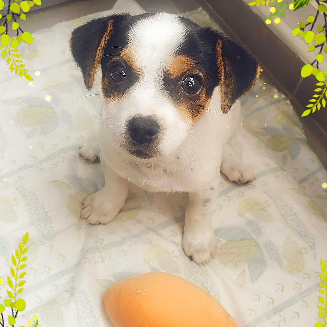 Dixie participe au concours pour gagner de l'argent avec cette photo : animal, beagle, canine, cream, daisy, dessert, dog, egg, envelope, flower, food, greetingcard, hound, icing, leaf, mail, pet, petal, plant, puppy