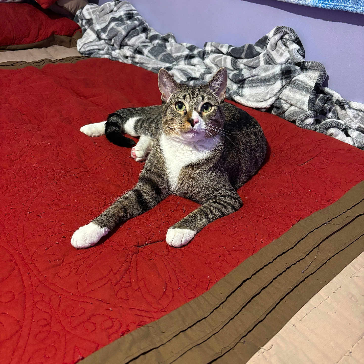 Smokey is registered to the contest to win money with this photo: bed, blanket, cat, cozy, domestic_animal, feline, fur, home, indoor, mammal, pet, pillow, purple_wall, quilt, relaxed, resting, sleeping_area, striped, tabby, white_paws