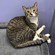 Smokey is registered to the contest to win money with this photo: animal, blanket, cat, cozy, curious, cute, domestic, feline, fur, indoor, looking_up, mammal, paws, pet, purple_wall, resting, sitting, soft, tabby, whiskers