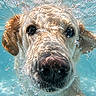 Aria participe au concours pour gagner de l'argent avec cette photo : dog, golden_retriever, underwater, bubbles, water, face, closeup, pet, swimming, canine, animal, aquatic, playful, curious, nose, ears, fur, blue, summer, outdoor