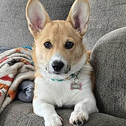 Daisy Jane joined the competition — help win amazing prizes! dog, puppy, corgi, portrait, sitting, couch, indoors, pet, animal, large_ears, tan_fur, white_fur, collar, name_tag, daisy, paws, black_nose, brown_eyes, blanket, cute