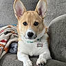 dog, puppy, corgi, portrait, sitting, couch, indoors, pet, animal, large_ears, tan_fur, white_fur, collar, name_tag, daisy, paws, black_nose, brown_eyes, blanket, cute